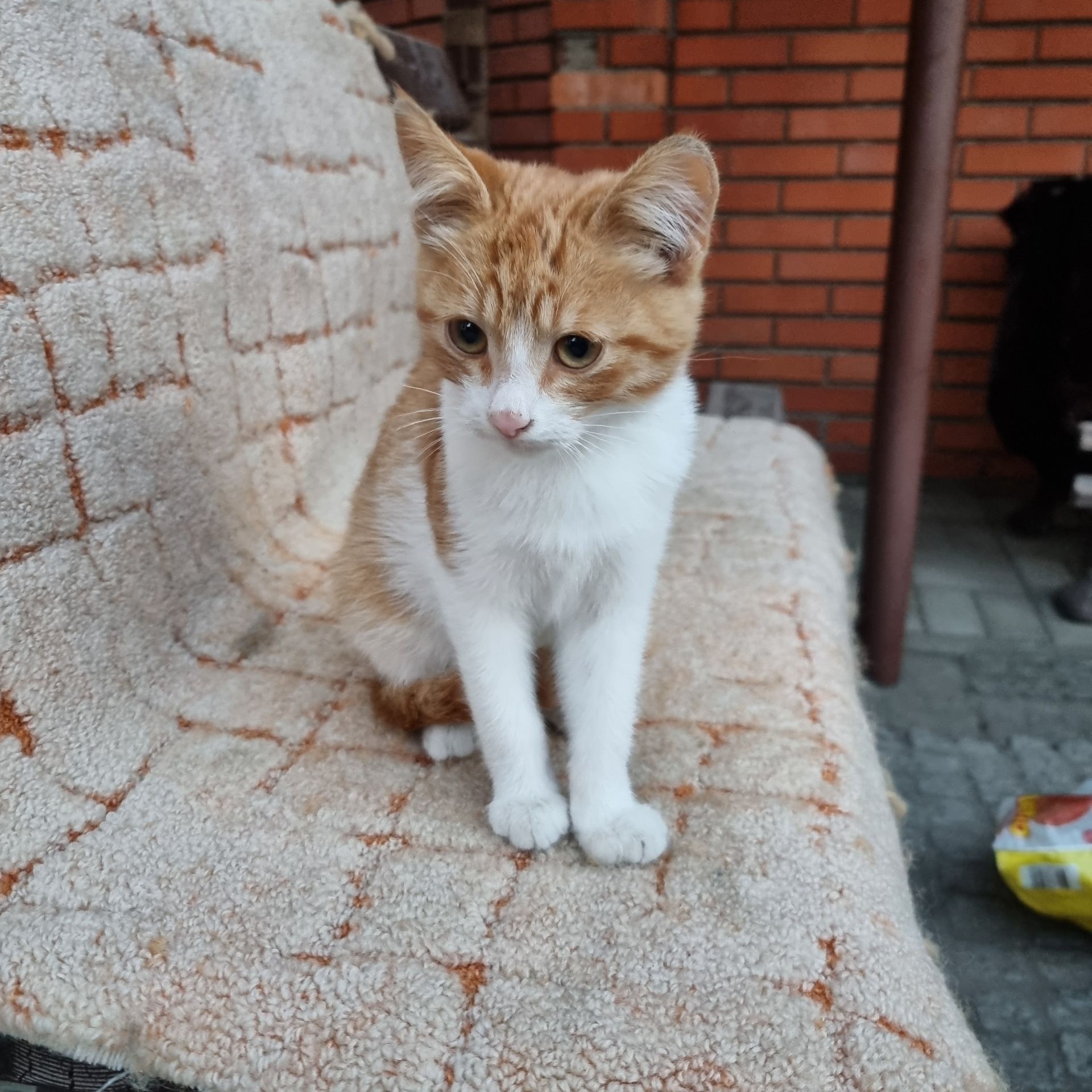 Отдам безплатно котенка мальчик