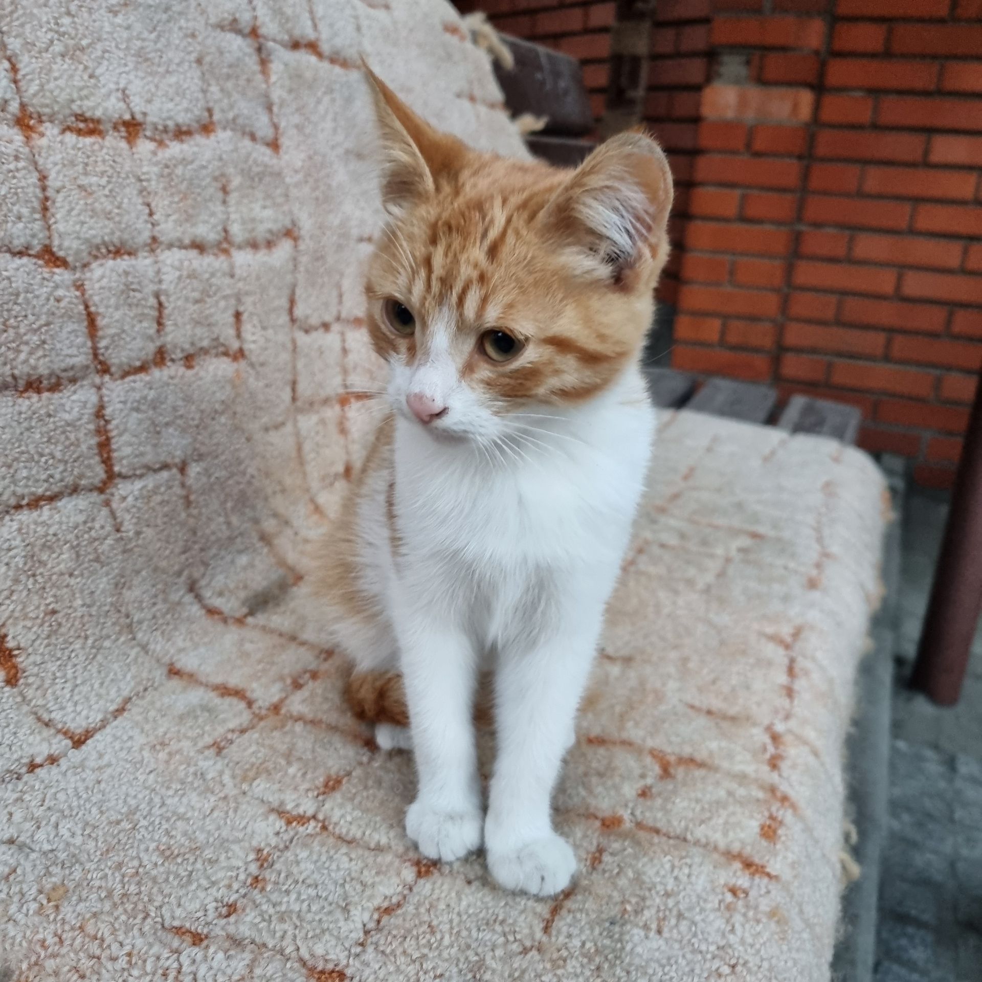 Отдам безплатно котенка мальчик
