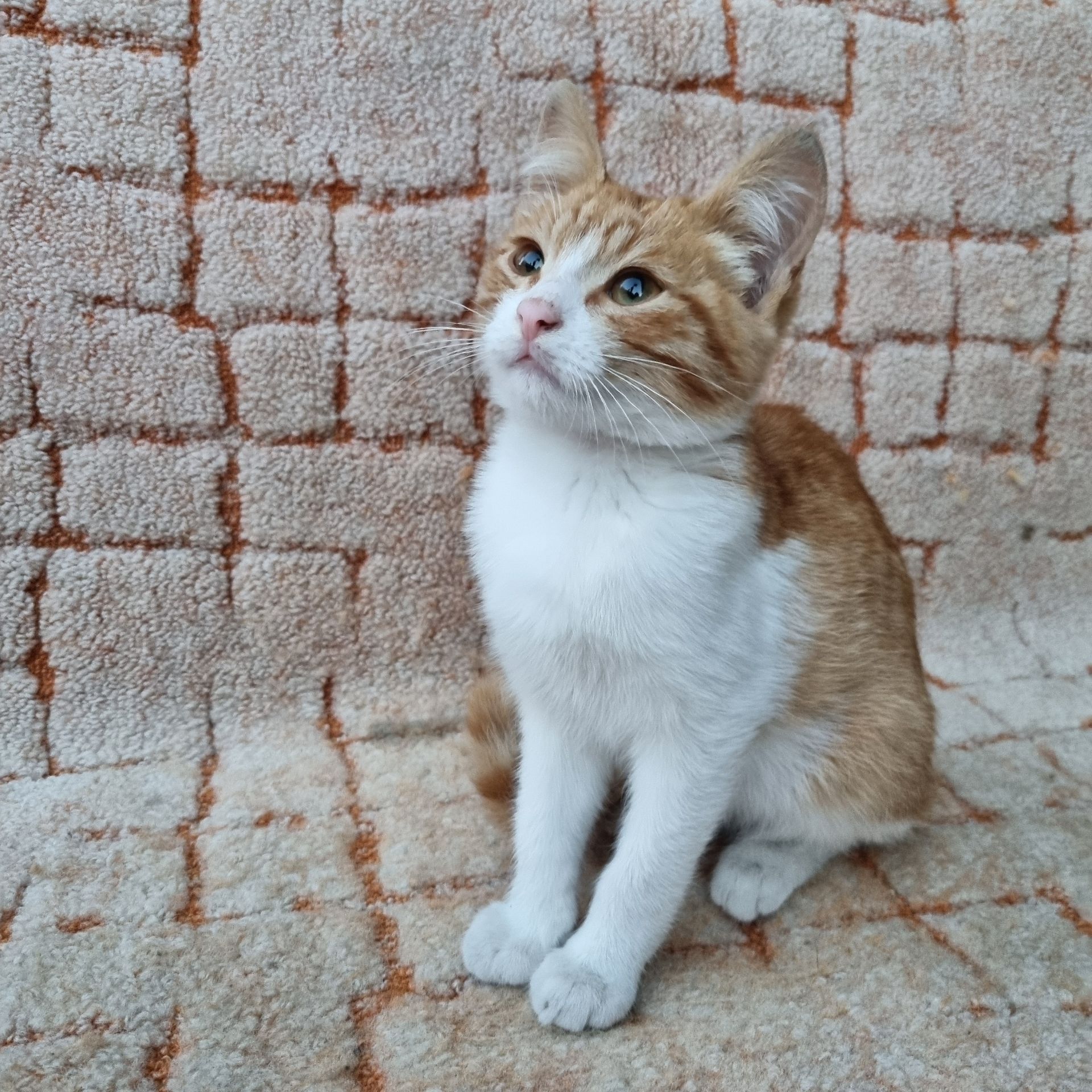 Отдам безплатно котенка мальчик