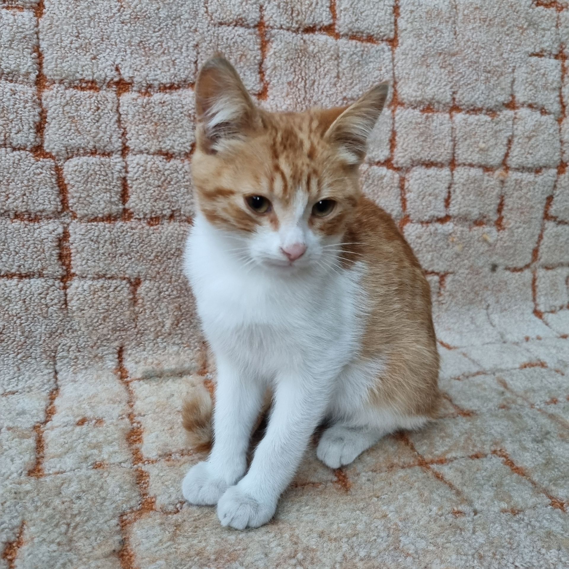 Отдам безплатно котенка мальчик