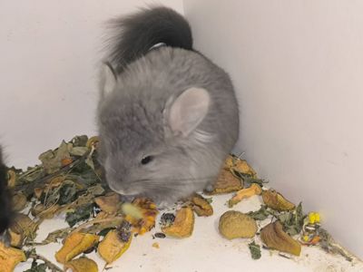 Хлопчик Фіоєбоні Ангора Носій рексу