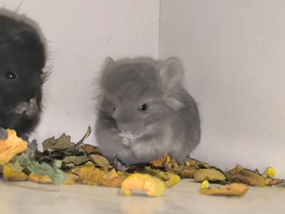 Хлопчик Фіоєбоні Ангора Носій рексу