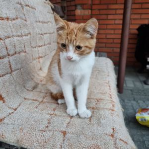 Отдам безплатно котенка мальчик