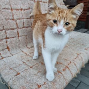 Отдам безплатно котенка мальчик