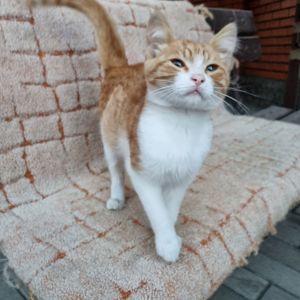 Отдам безплатно котенка мальчик