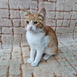 Отдам безплатно котенка мальчик