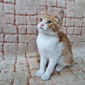 Отдам безплатно котенка мальчик