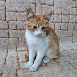 Отдам безплатно котенка мальчик