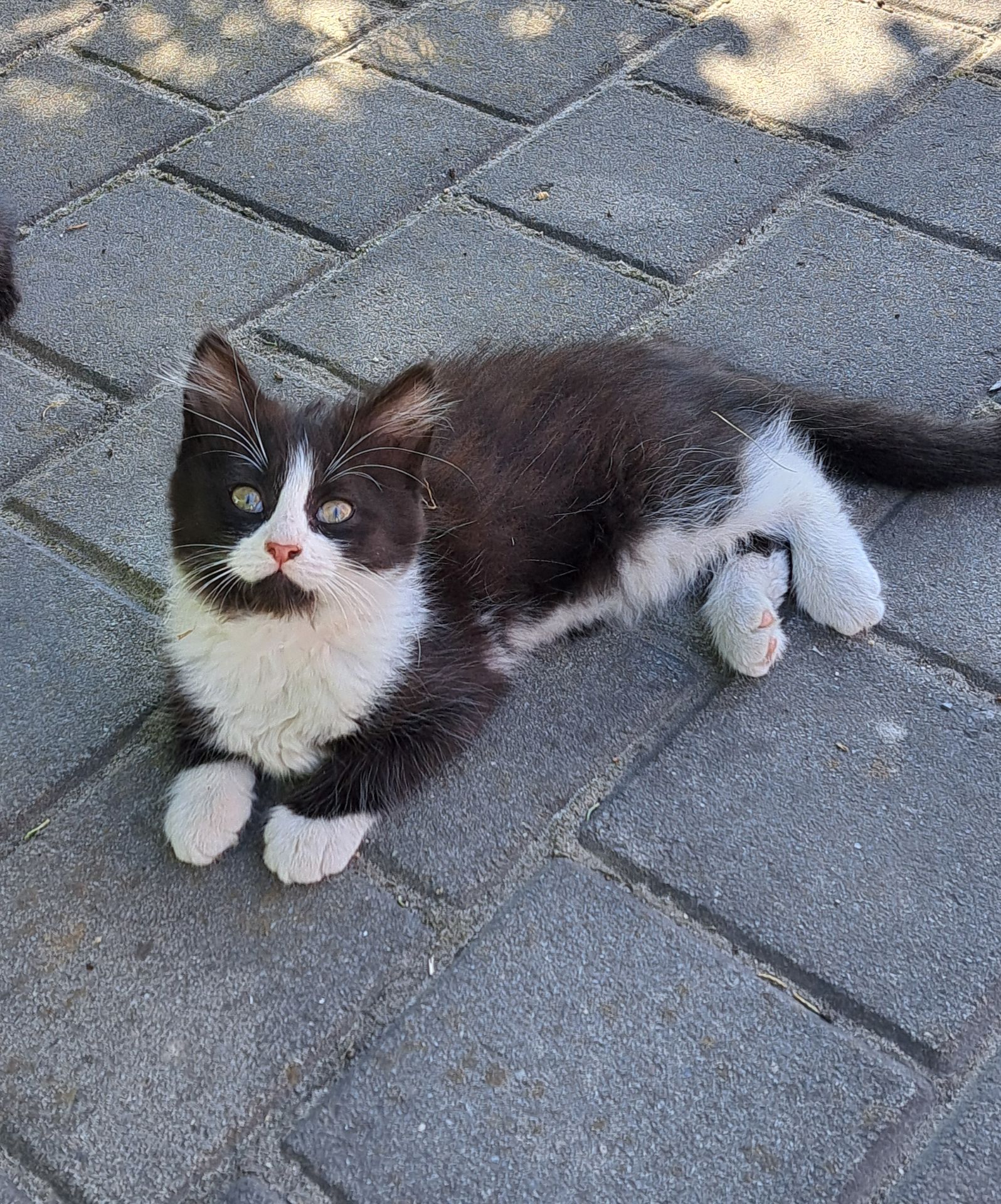 Кошеня