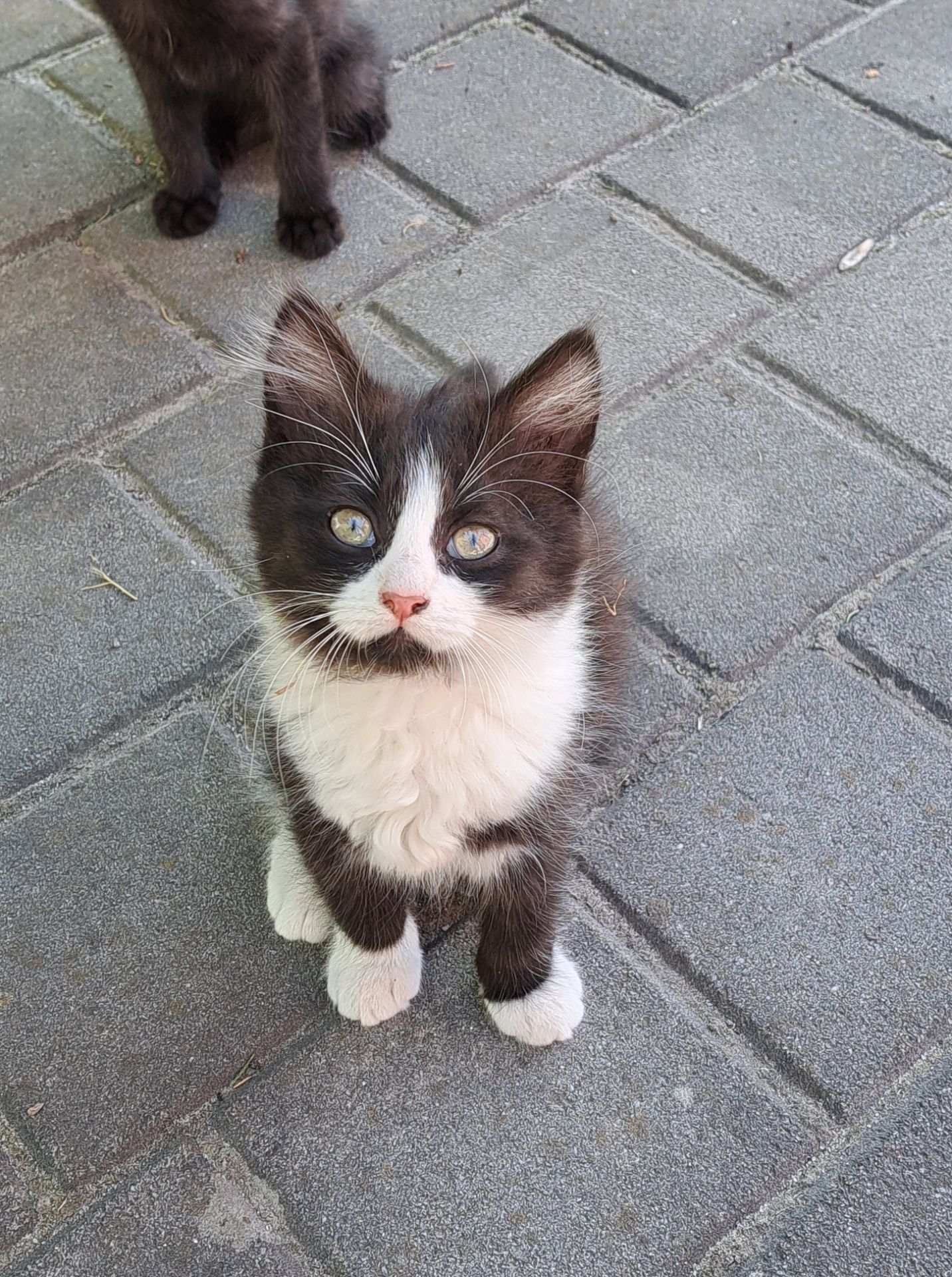 Кошеня