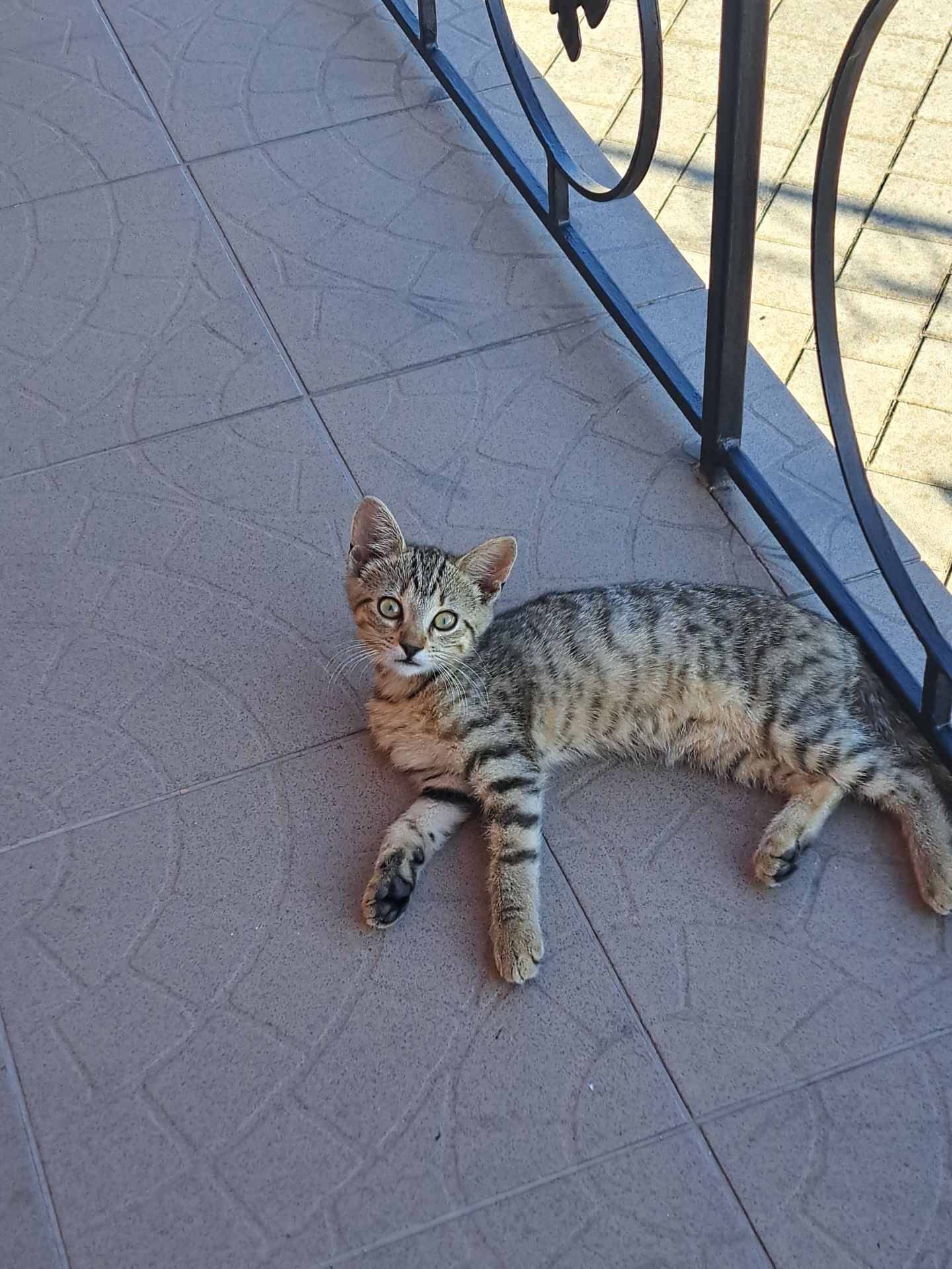 Котик 4 місяці