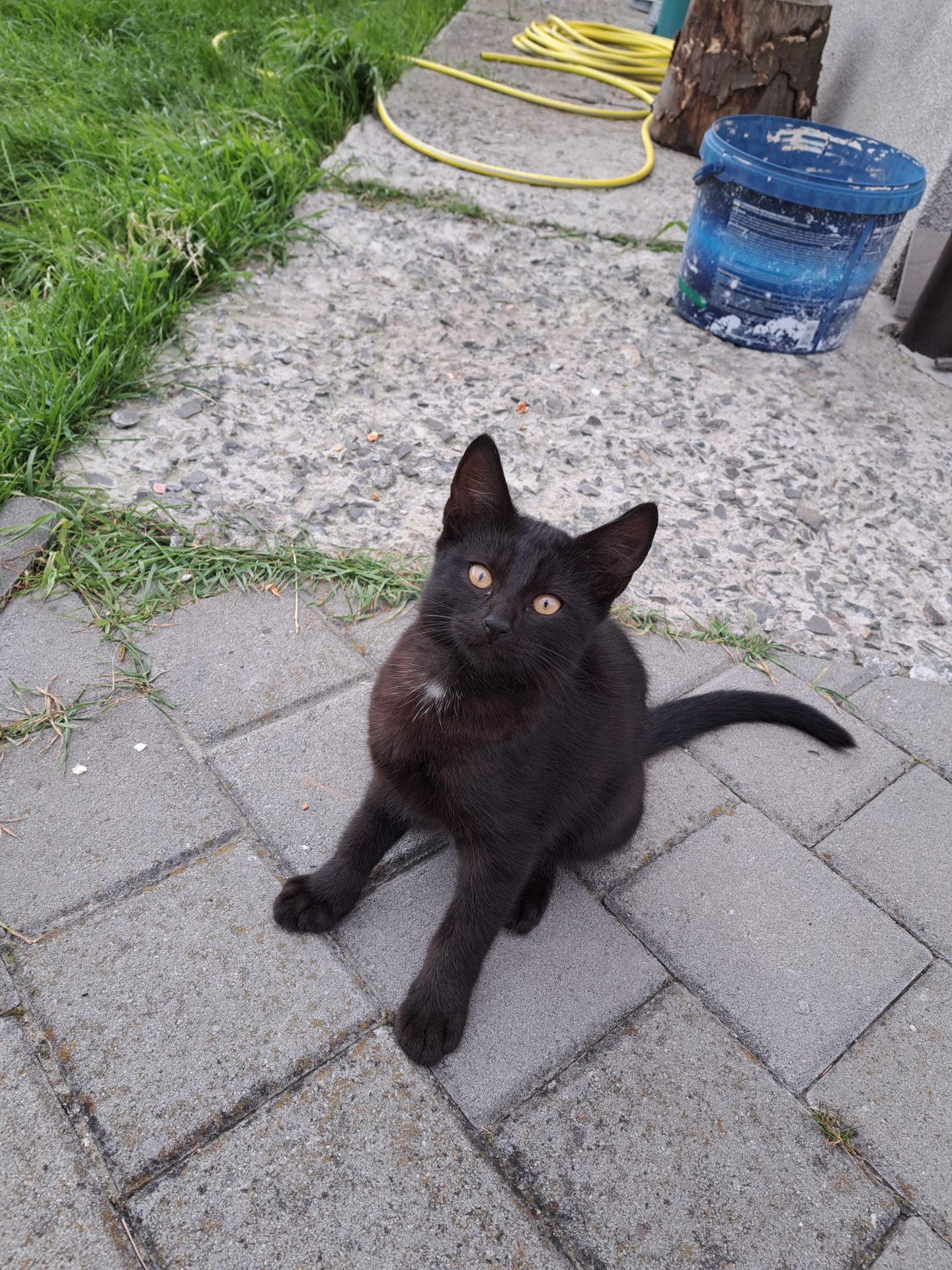 Котик ласкавий