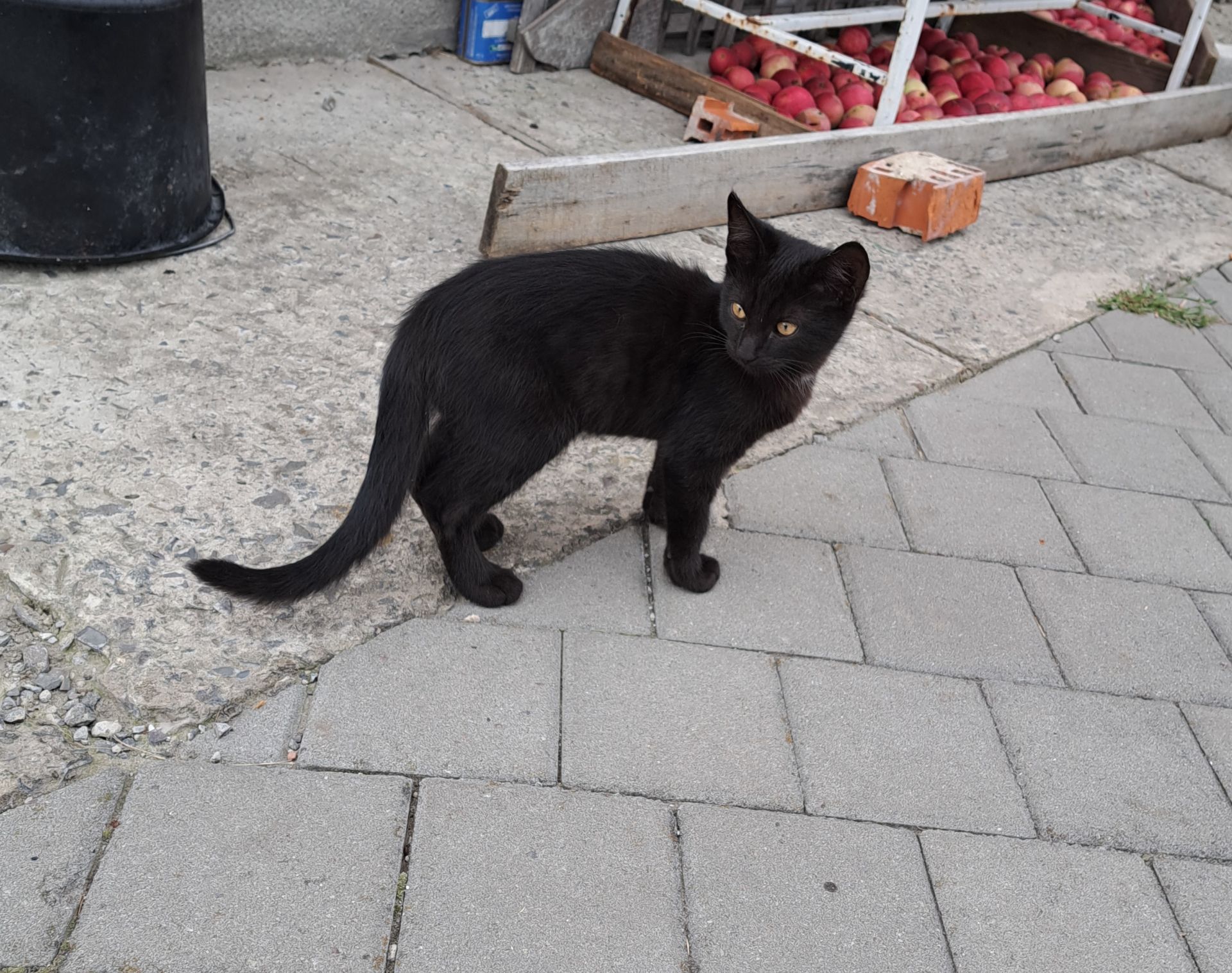 Котик ласкавий