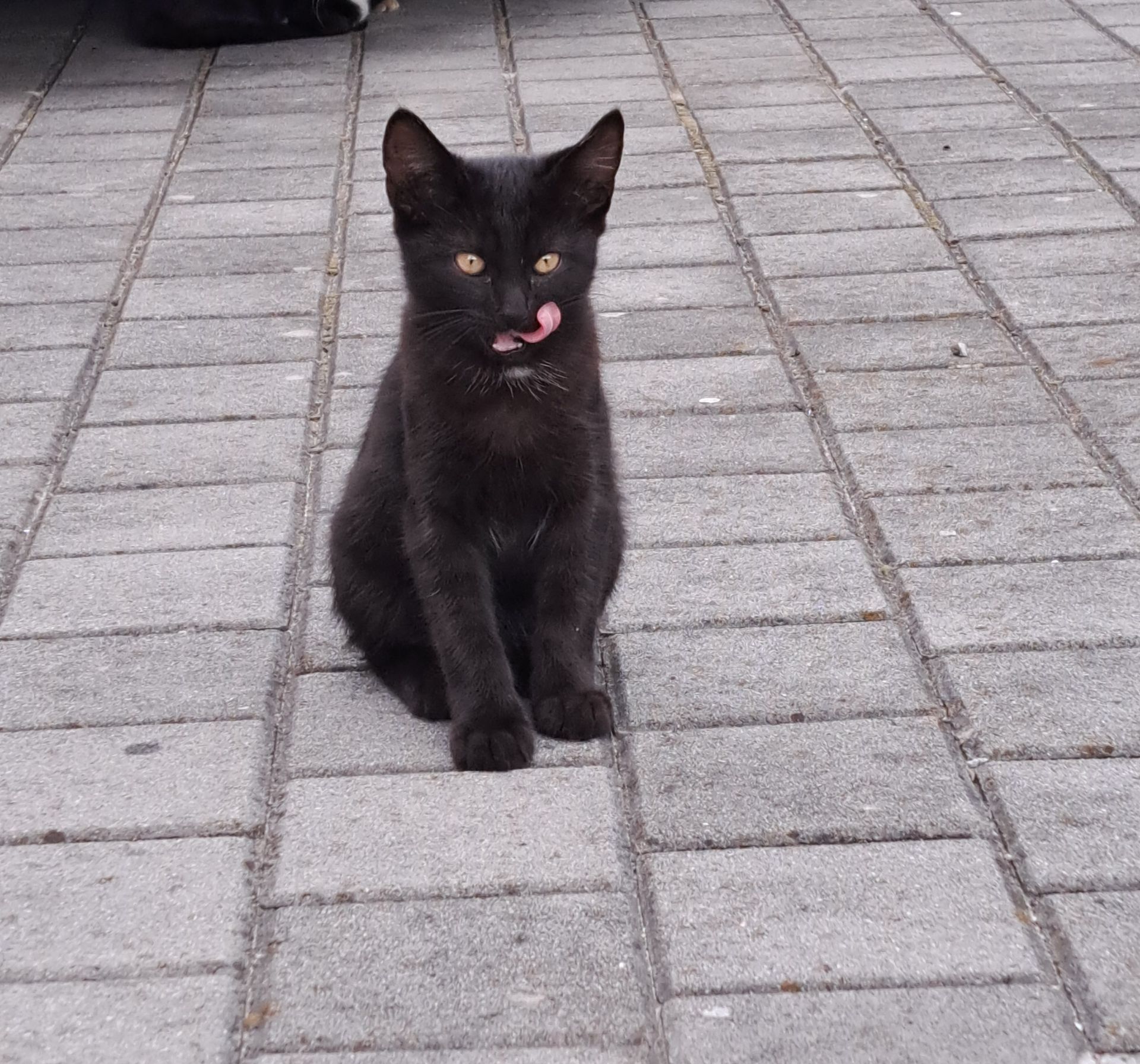 Котик ласкавий