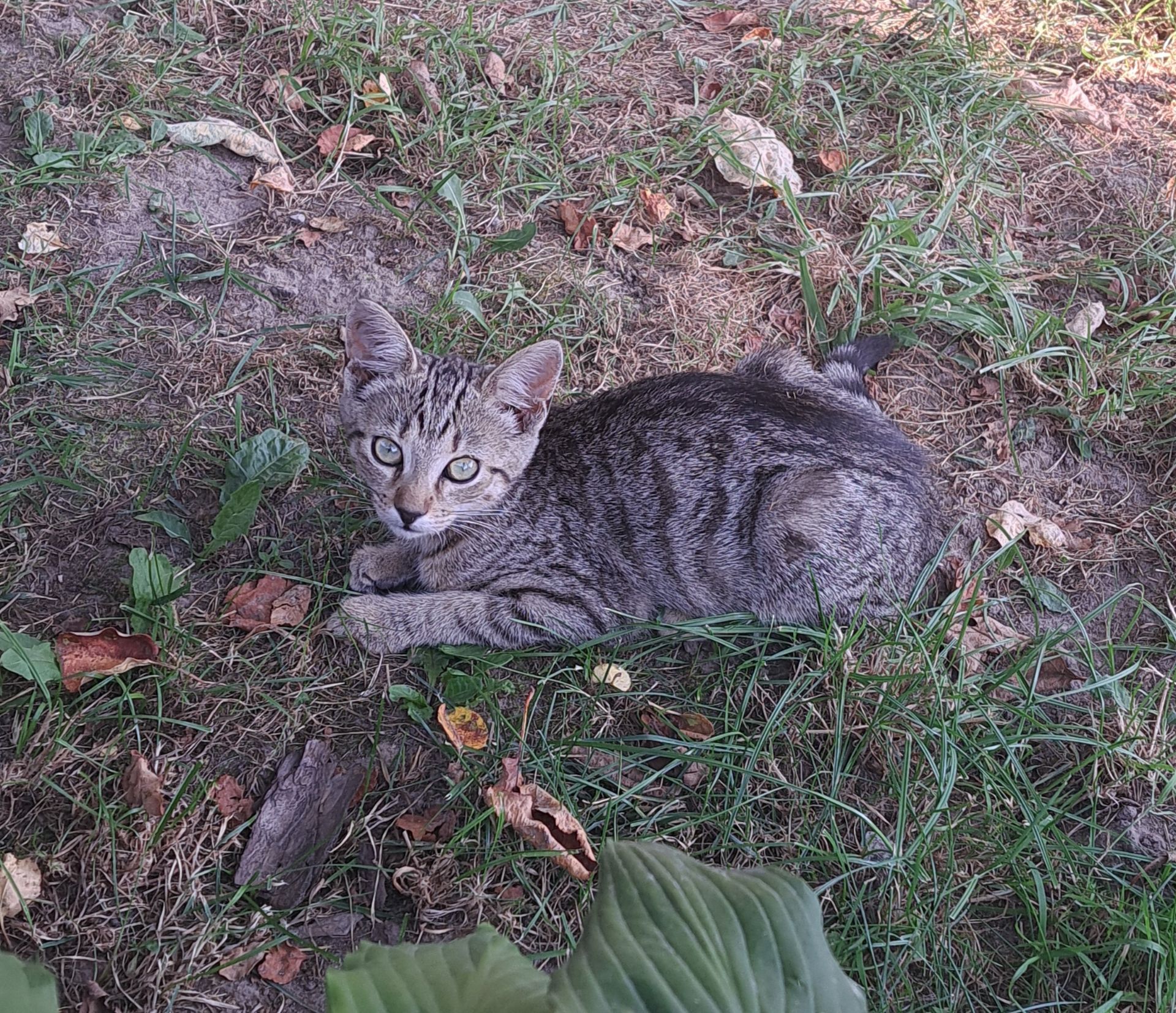 Котик 4 місяці