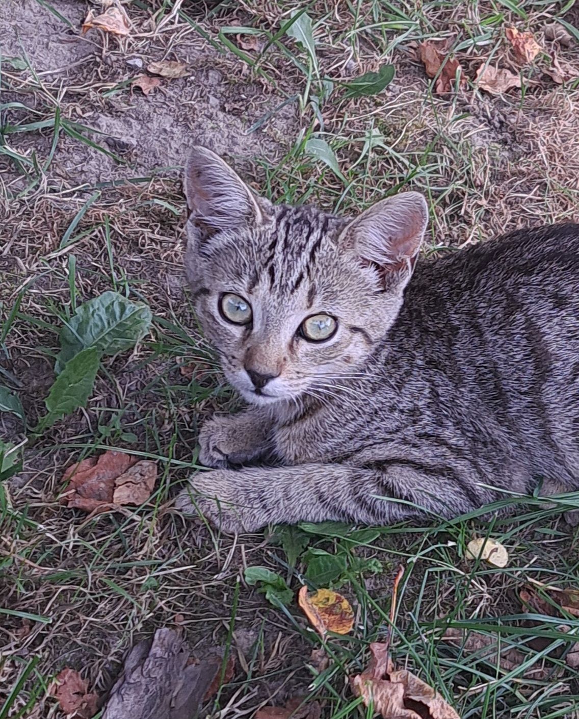 Котик 4 місяці