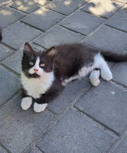 Кошеня