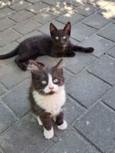 Кошеня
