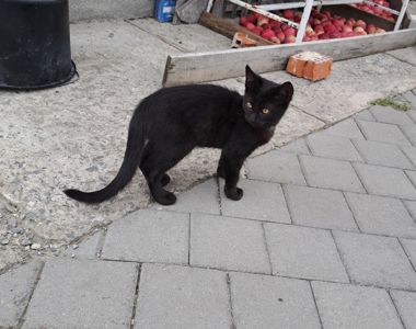 Котик ласкавий