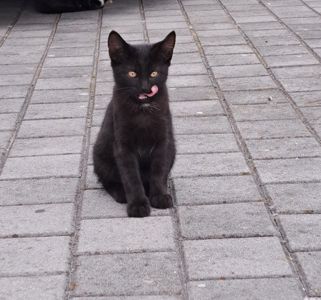 Котик ласкавий