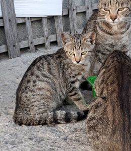 Котик 4 місяці