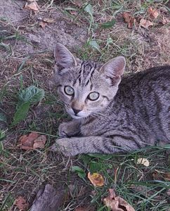 Котик 4 місяці