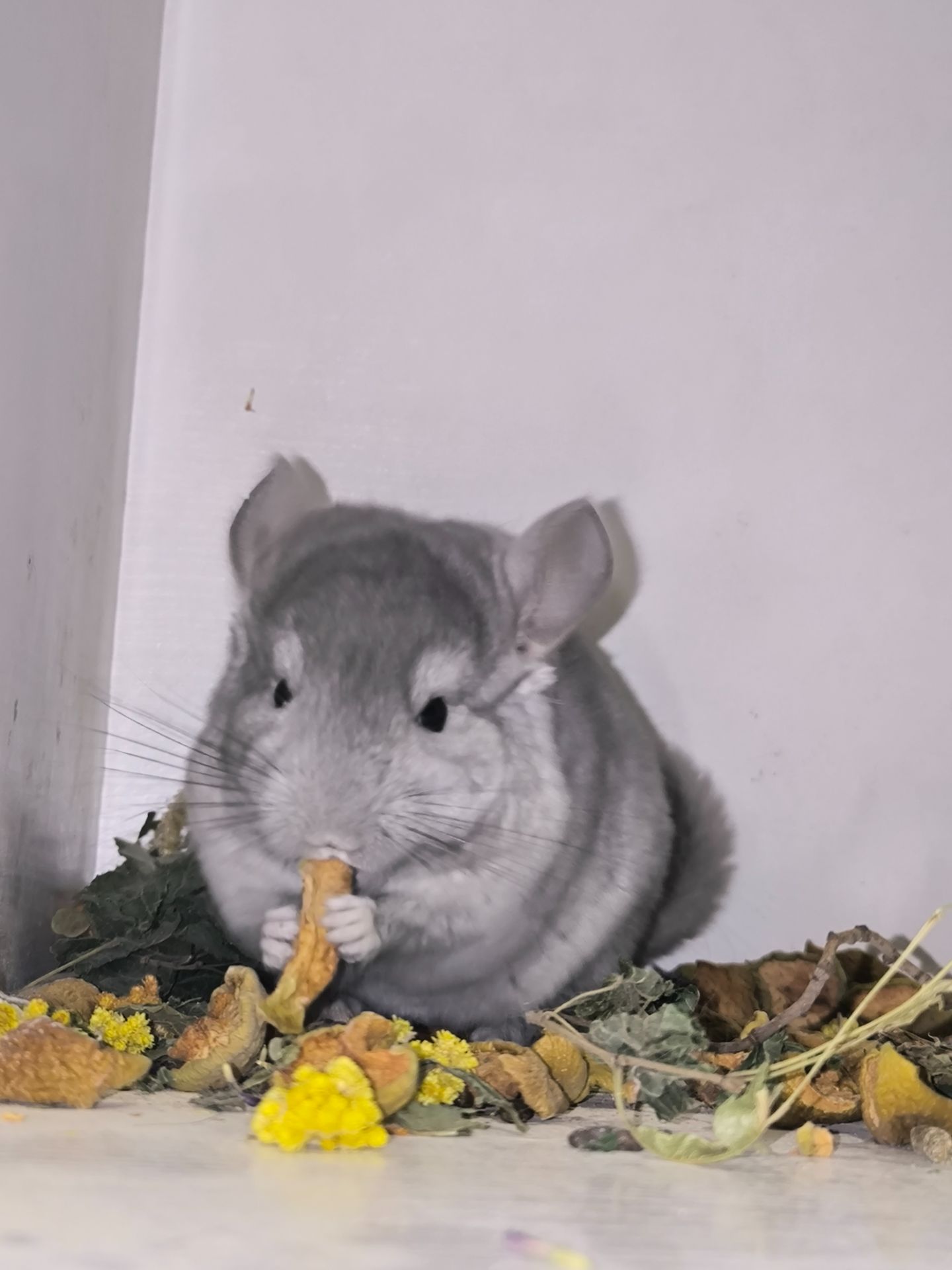 Хлопчик сапфір носій фіолету