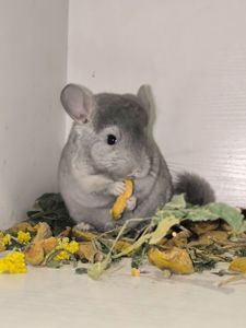 Хлопчик сапфір носій фіолету