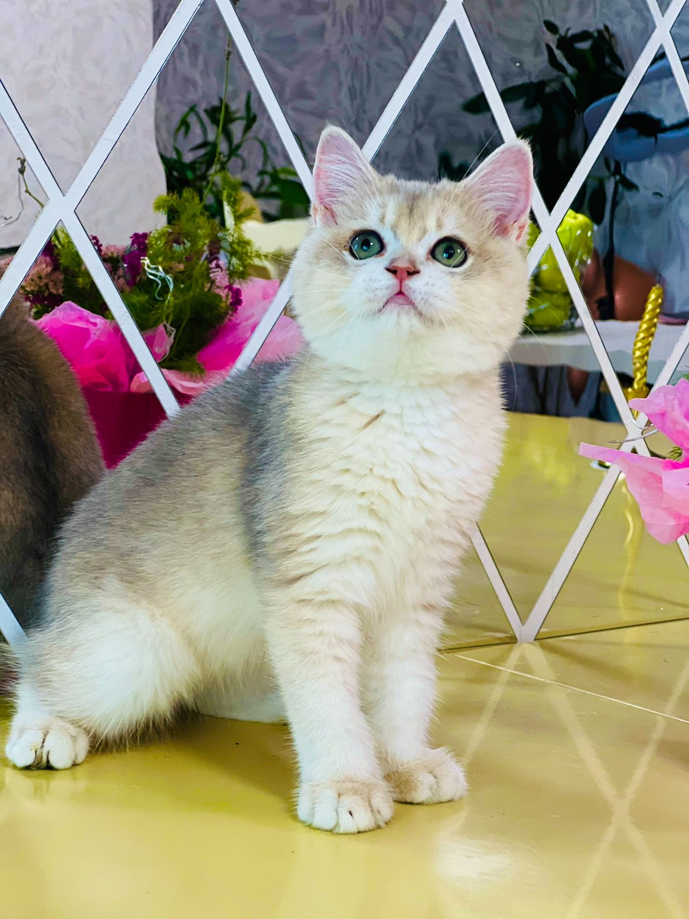 Британська золота шиншилла