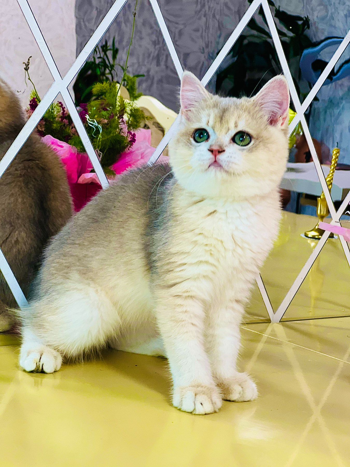 Британська золота шиншилла