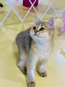 Британська золота шиншилла