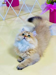 Британська золота шиншилла