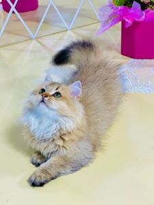 Британська золота шиншилла