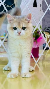Британська золота шиншилла