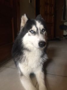 Вязка
