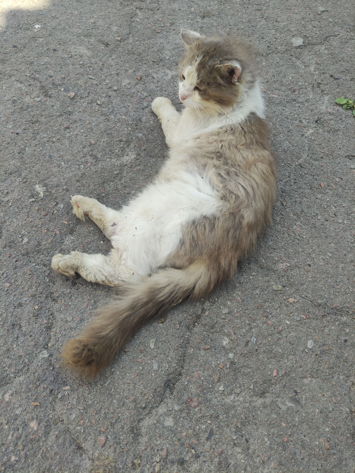 Мурзік