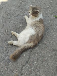 Мурзік