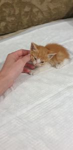 Рыжий котенок