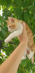 Рыжий котенок