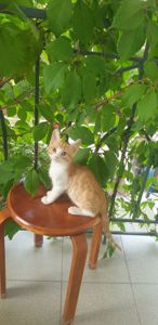 Рыжий котенок