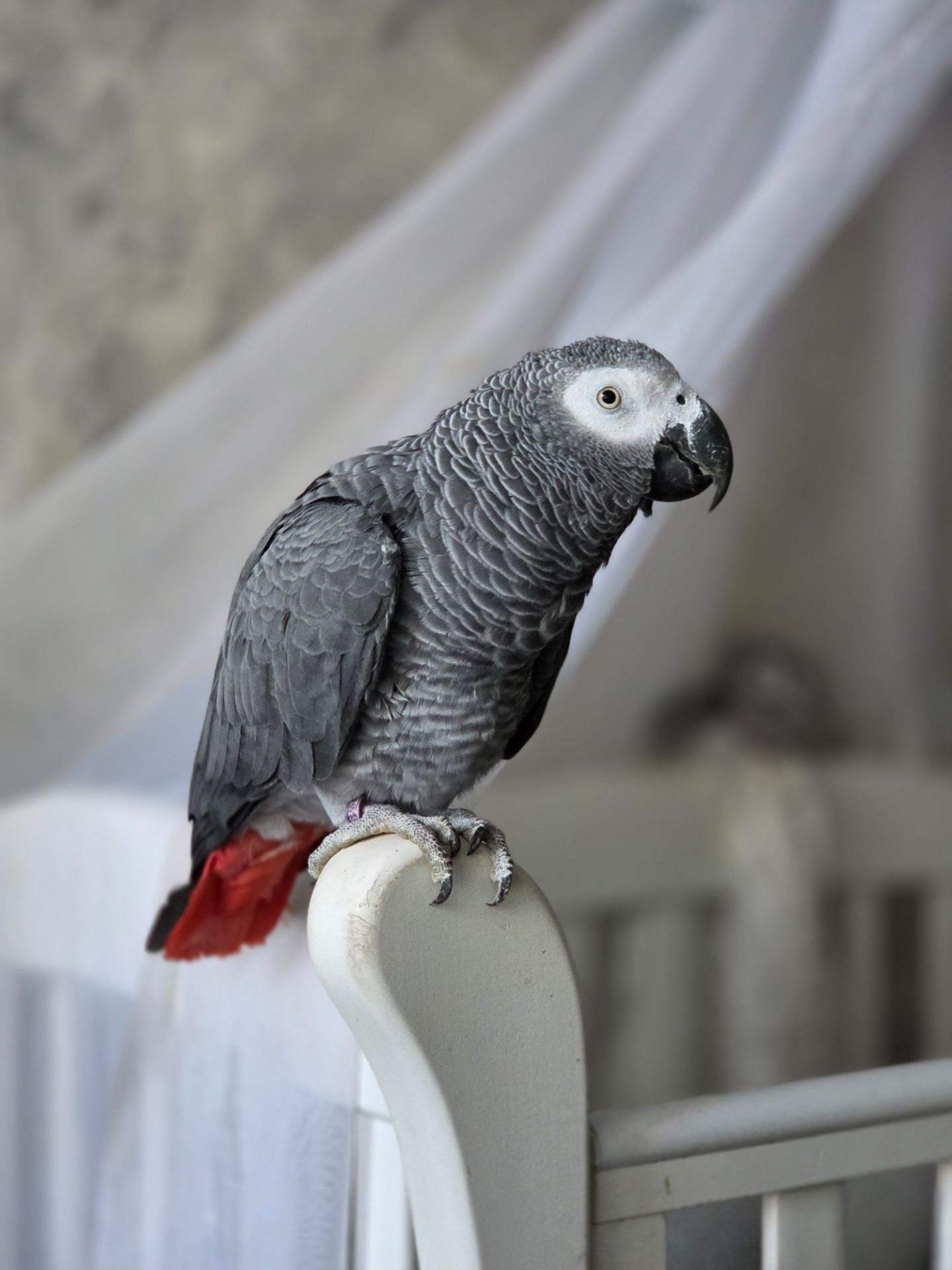 Жако