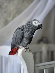 Жако