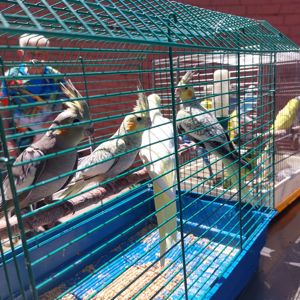 Карелла опт розница