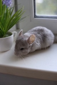 Шиншила гетеробежевий хлопчик