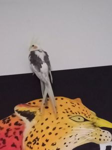 Попугаи кореллы