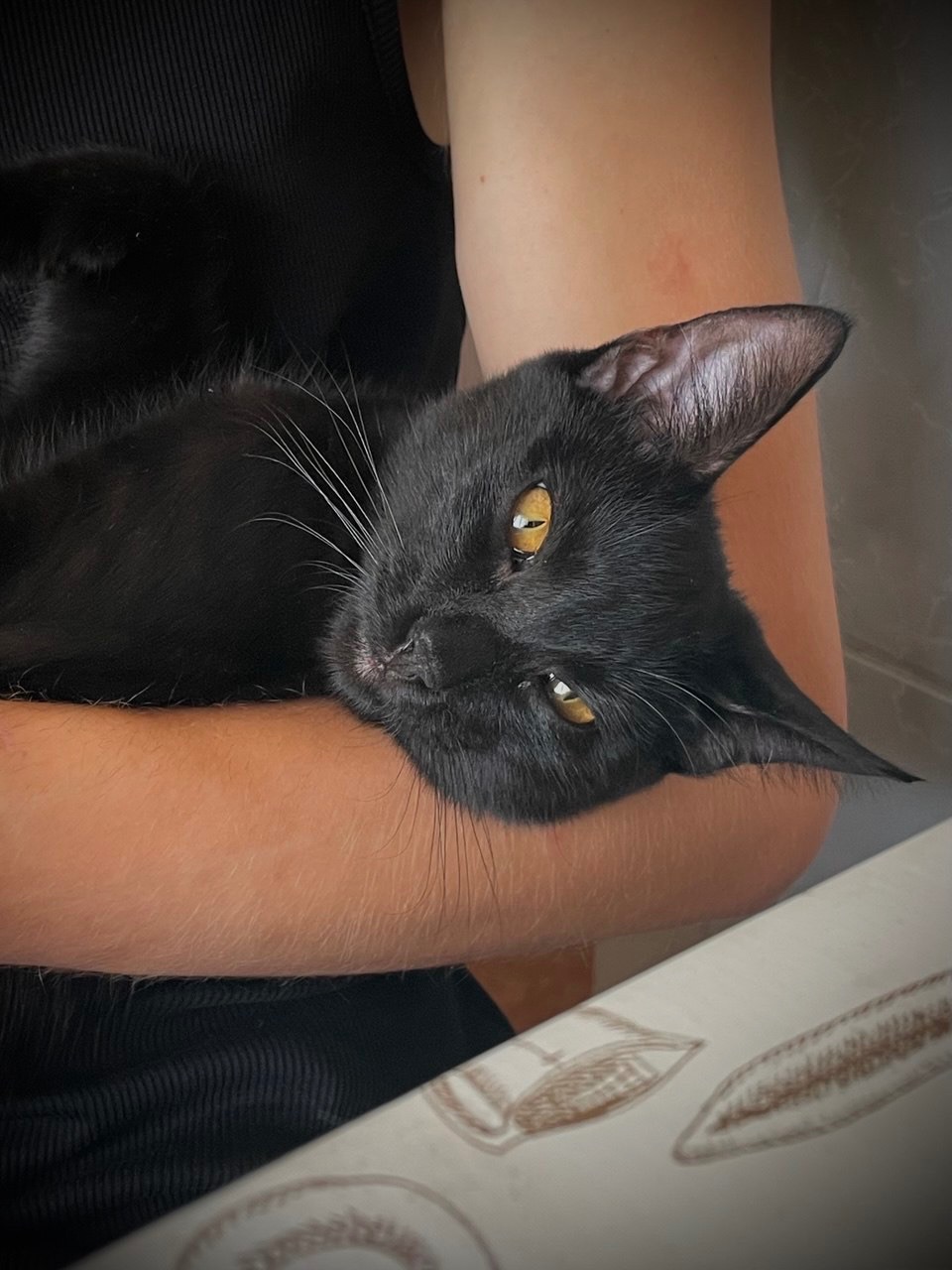 Котик на імʼя Муркіян