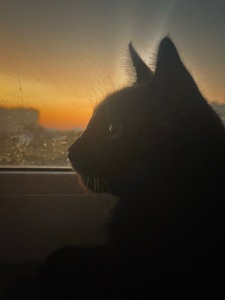 Котик на імʼя Муркіян