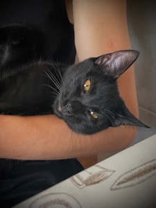 Котик на імʼя Муркіян