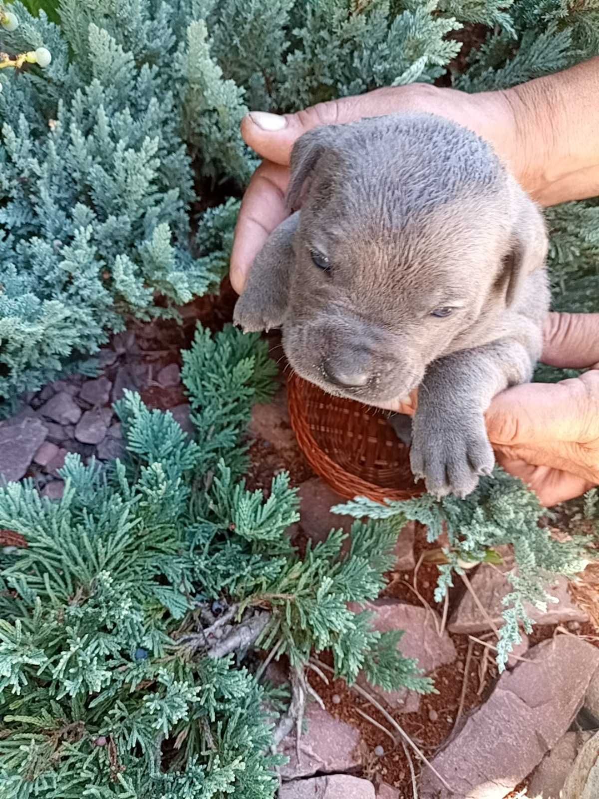 Цуценята Кане корсо