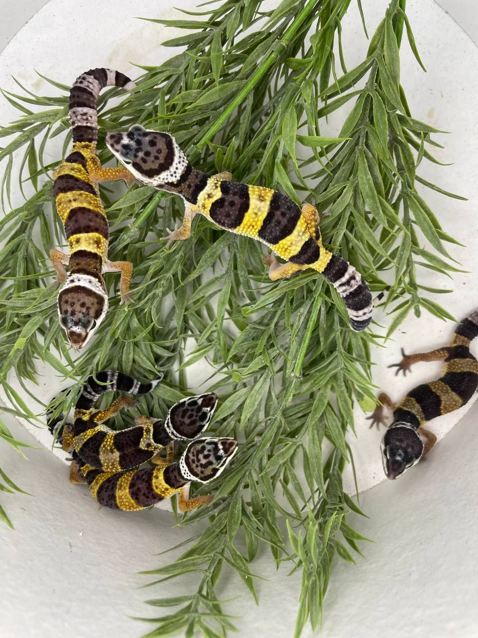 Еублефар, геккон еублефар, улыбающая ящерица